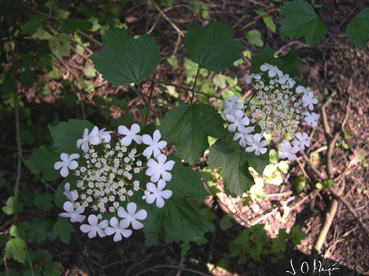 Viburnum opulus.jpg